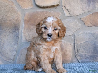Cavapoo dogs - Ad 16