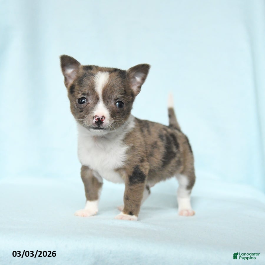 Chihuahua dogs Boxer - Ad 2