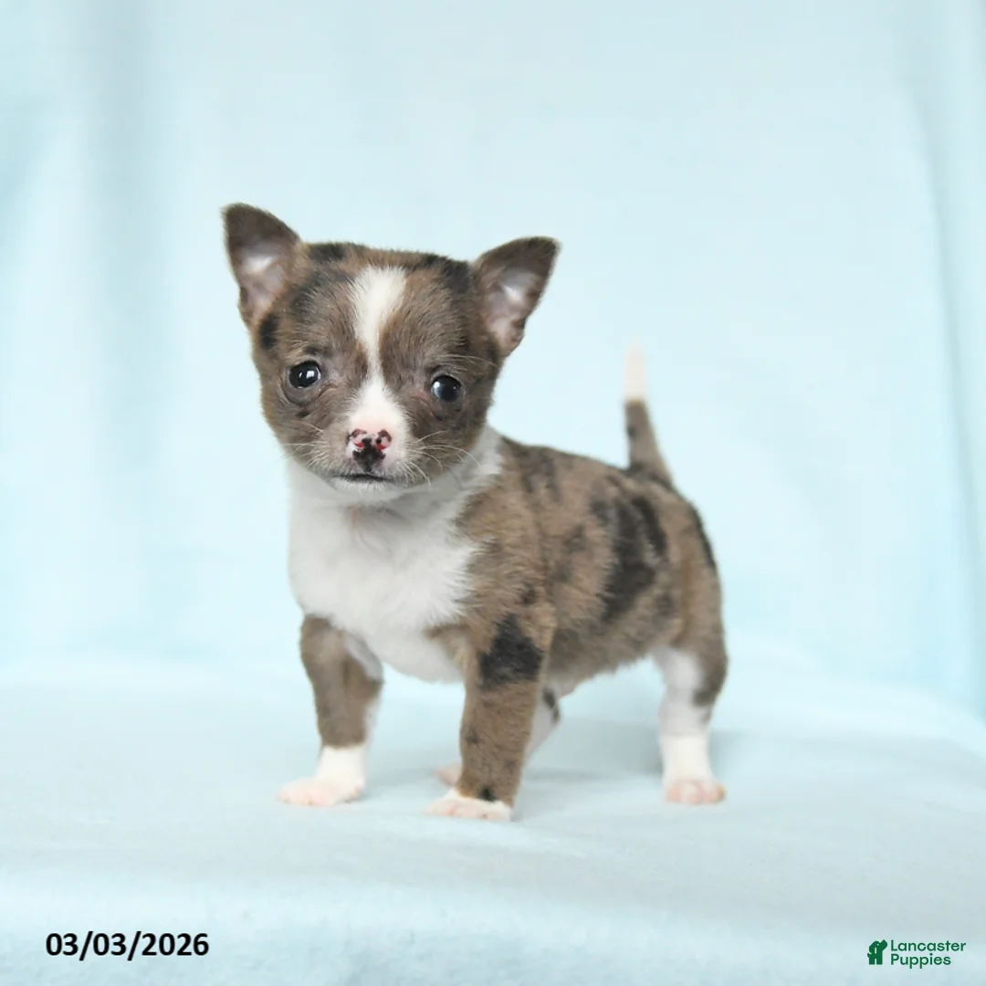 Chihuahua dogs for sale: Boxer - Ad 2