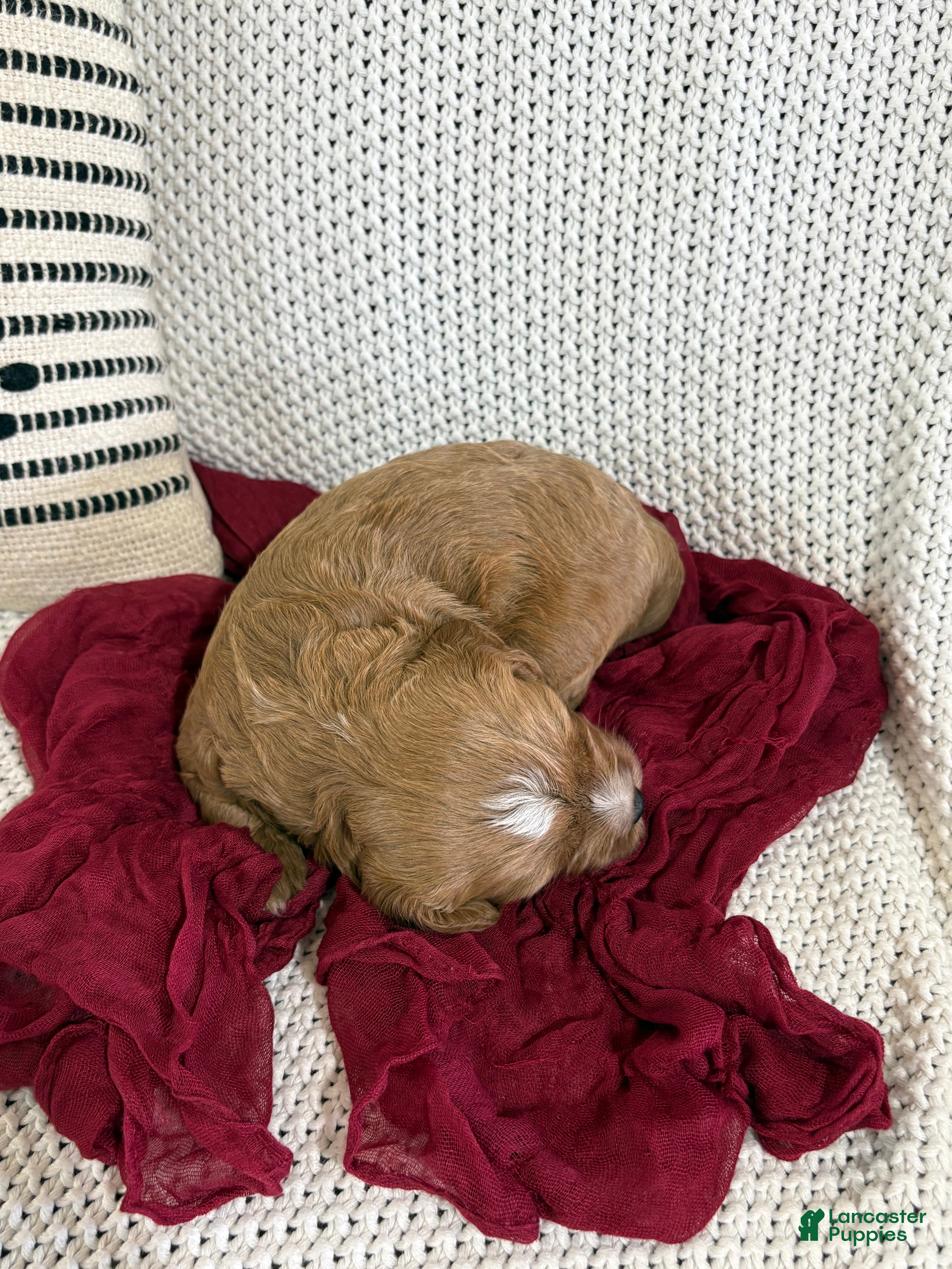 Cavapoo dogs Piper - Ad 2