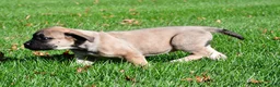 English Mastiff dogs for sale: Luna - Ad 5