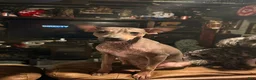 Rat Terrier dogs for sale: Rat Terrier 1 - Ad 3