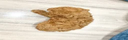 Miniature Labradoodle dogs for sale: Albony - Ad 4