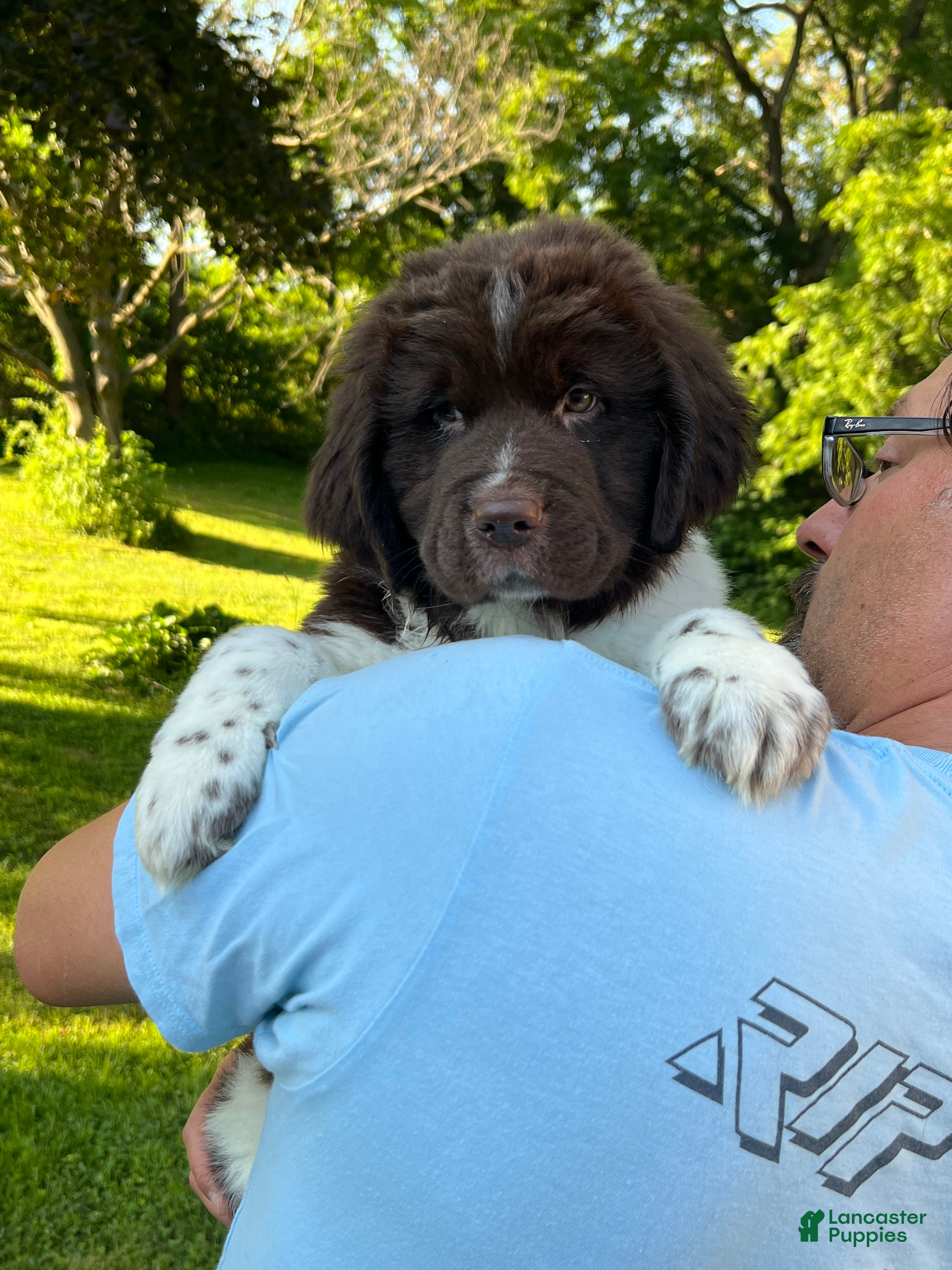 Newfoundland dogs Orange Honeybell - Ad 2