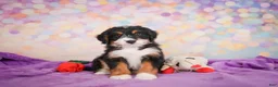 Mini Bernedoodle dogs for sale: Sparky - Ad 4