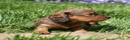 Miniature Dachshund dogs for sale: Hazel - Ad 5