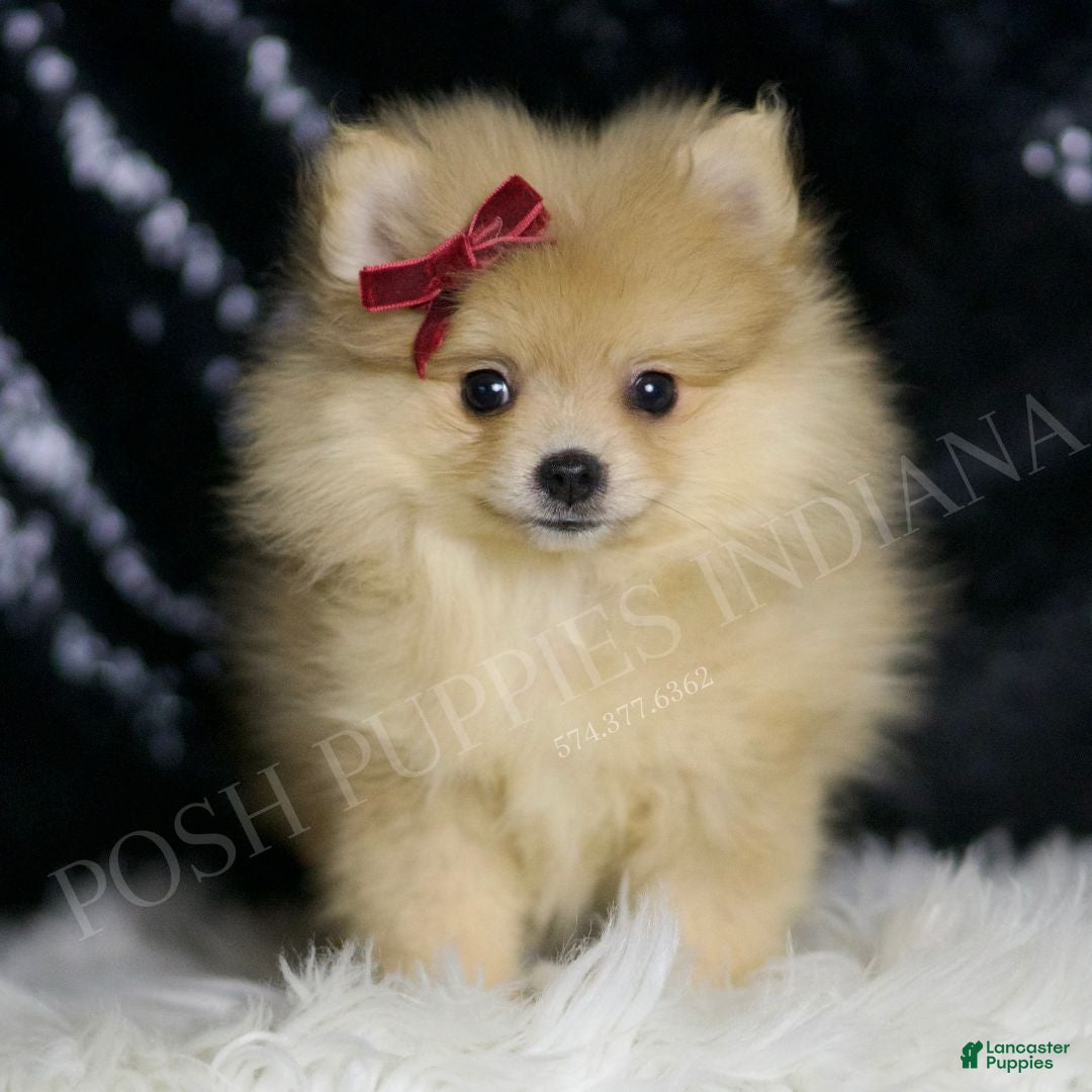 Chocolate Merle Pomeranian Price Chocolate Merle Pomeranian