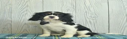 Cavalier King Charles Spaniel dogs for sale: Belle  - Ad 2