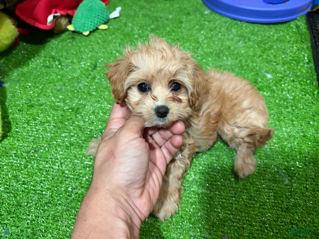 Maltipoo dogs for sale: Susie - Ad 1