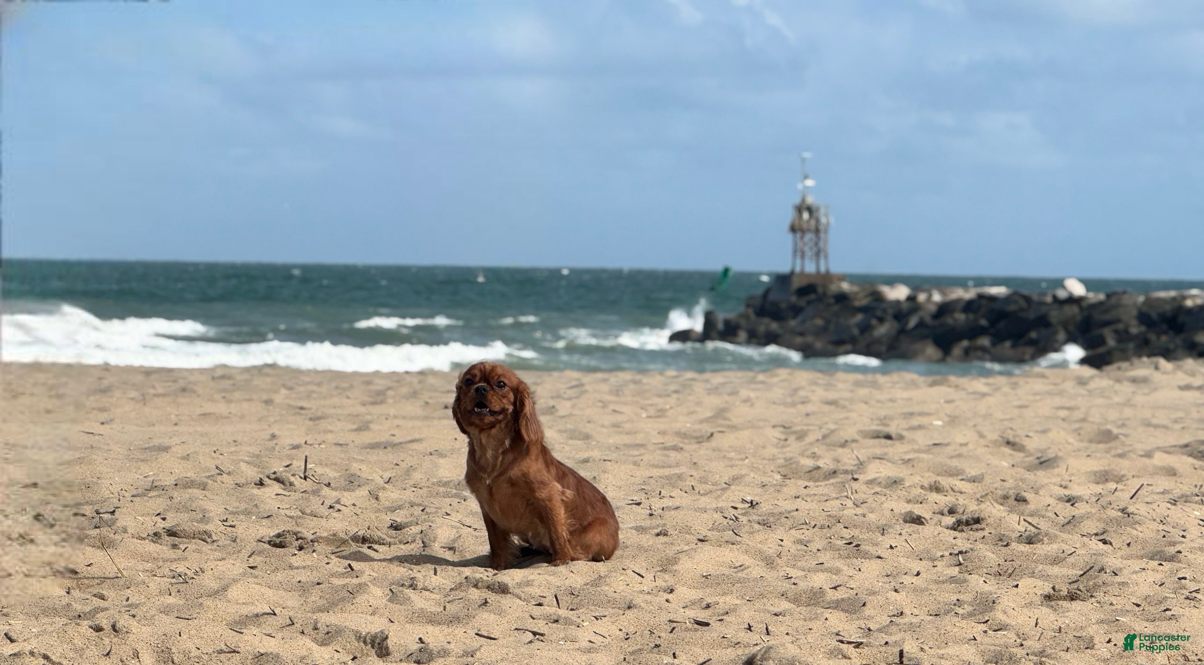 Cavalier King Charles Spaniel dogs Havana - Ad 1