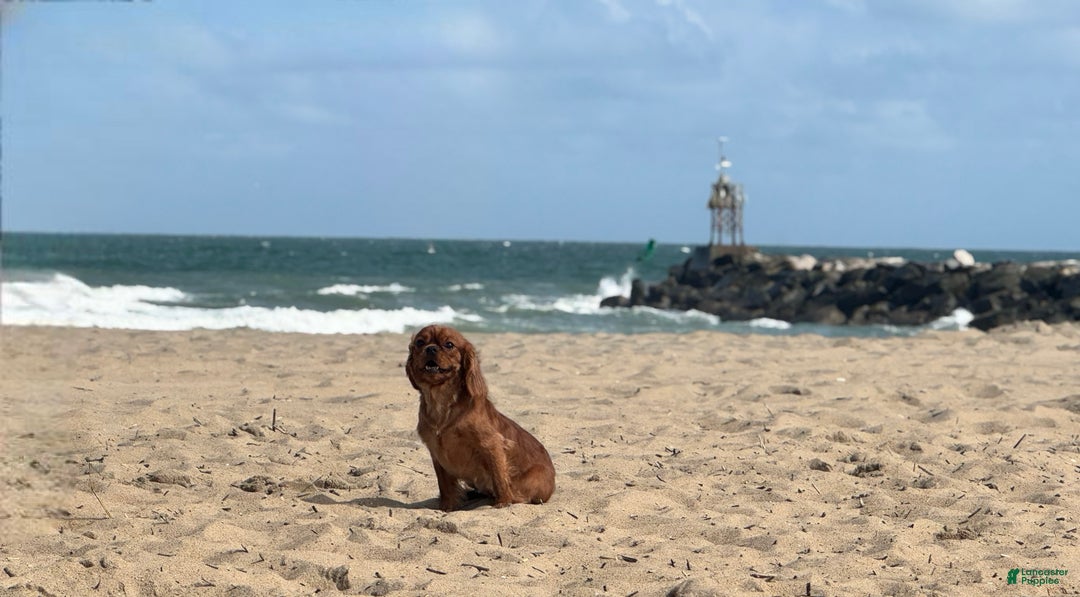 Cavalier King Charles Spaniel dogs for sale: Havana - Ad 1