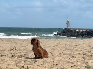 Cavalier King Charles Spaniel dogs Havana - Ad 23