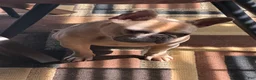 French Bulldog dogs for sale: Zyra - Ad 3