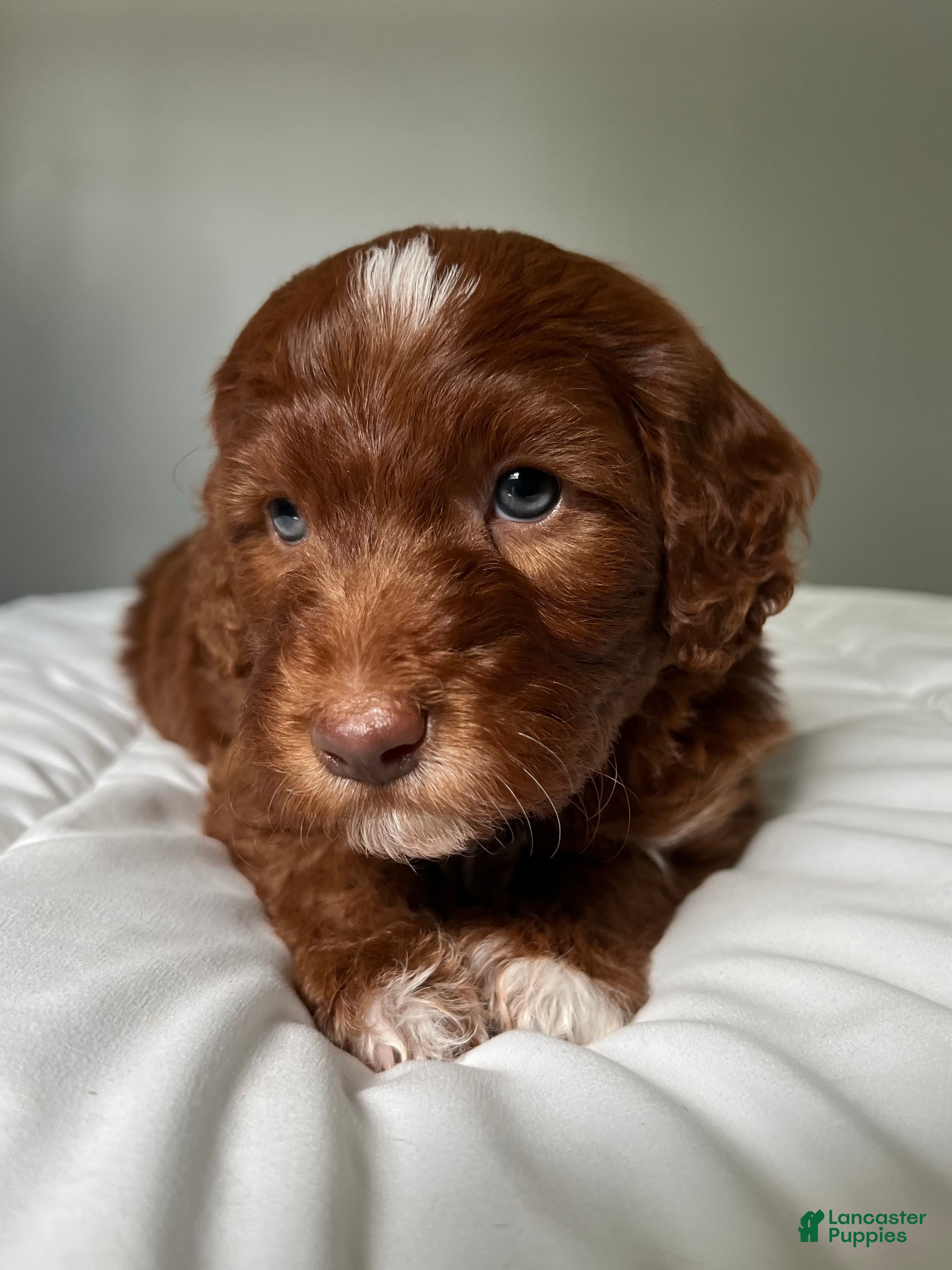 Mini Goldendoodle dogs Mini Goldendoodle Puppy 2 - Ad 2
