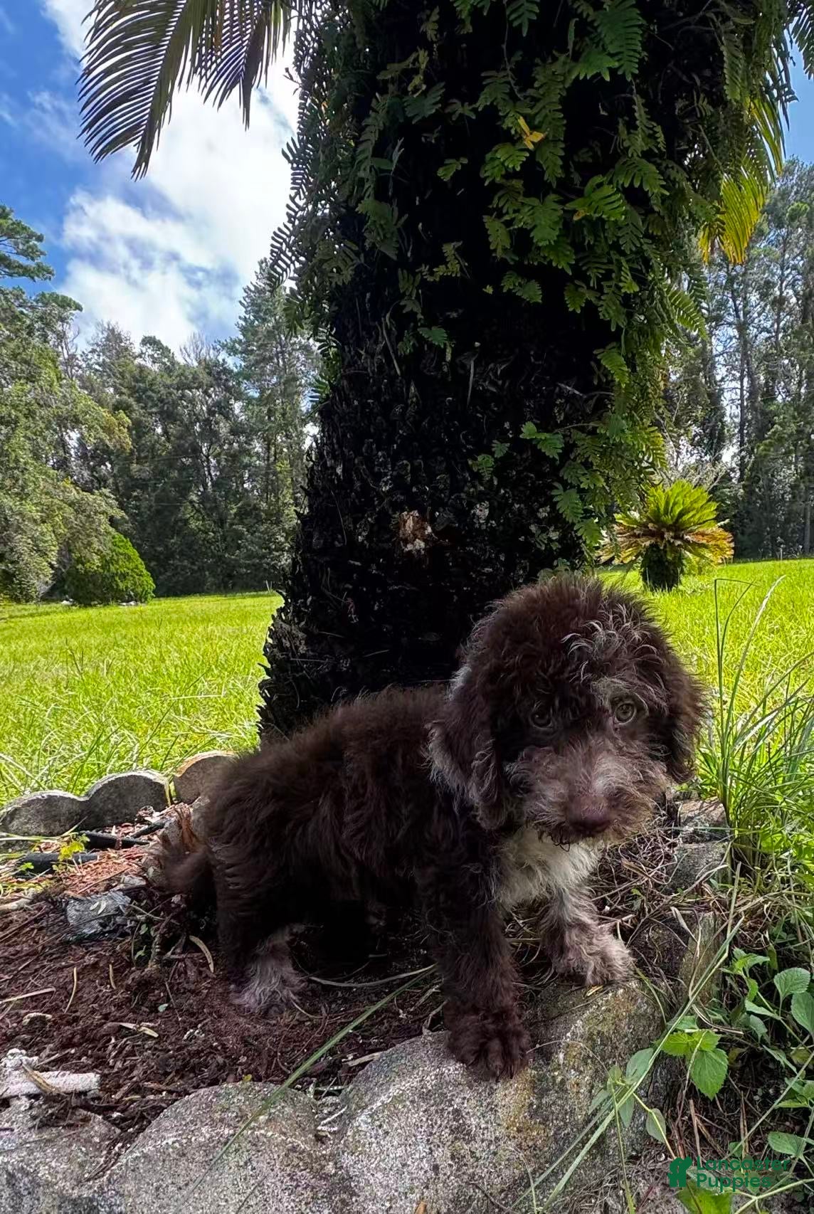 Miniature Labradoodle dogs Scott - Ad 2