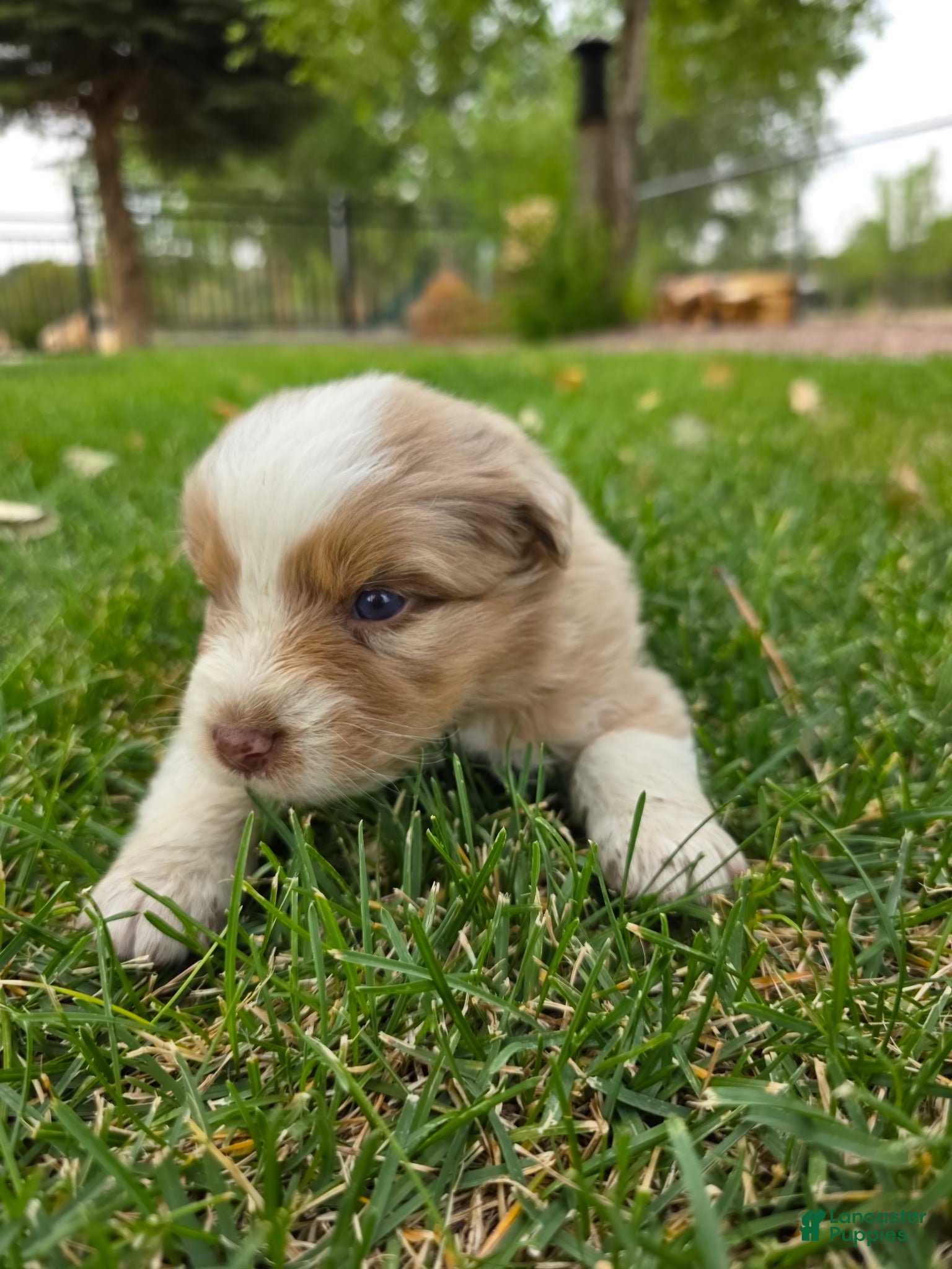 Australian Shepherd dogs Dixie Red Merle - Ad 2