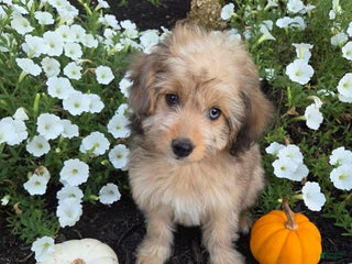 Mini Aussiedoodle dogs - Ad 21