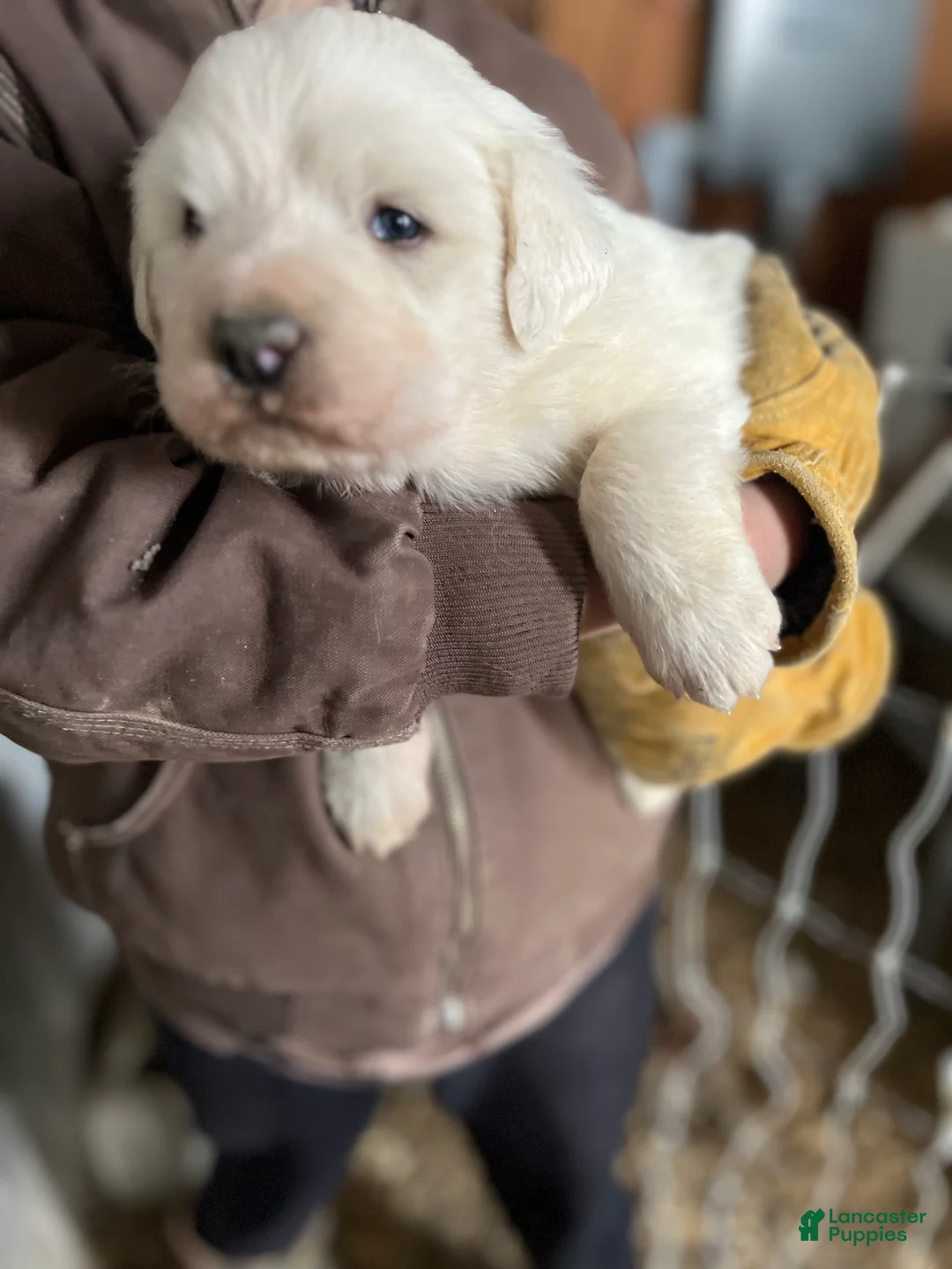 Great Pyrenees dogs for sale: Solanus - Ad 1