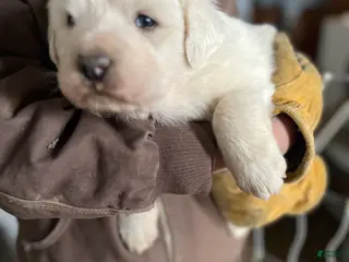 Great Pyrenees dogs Solanus - Ad 3