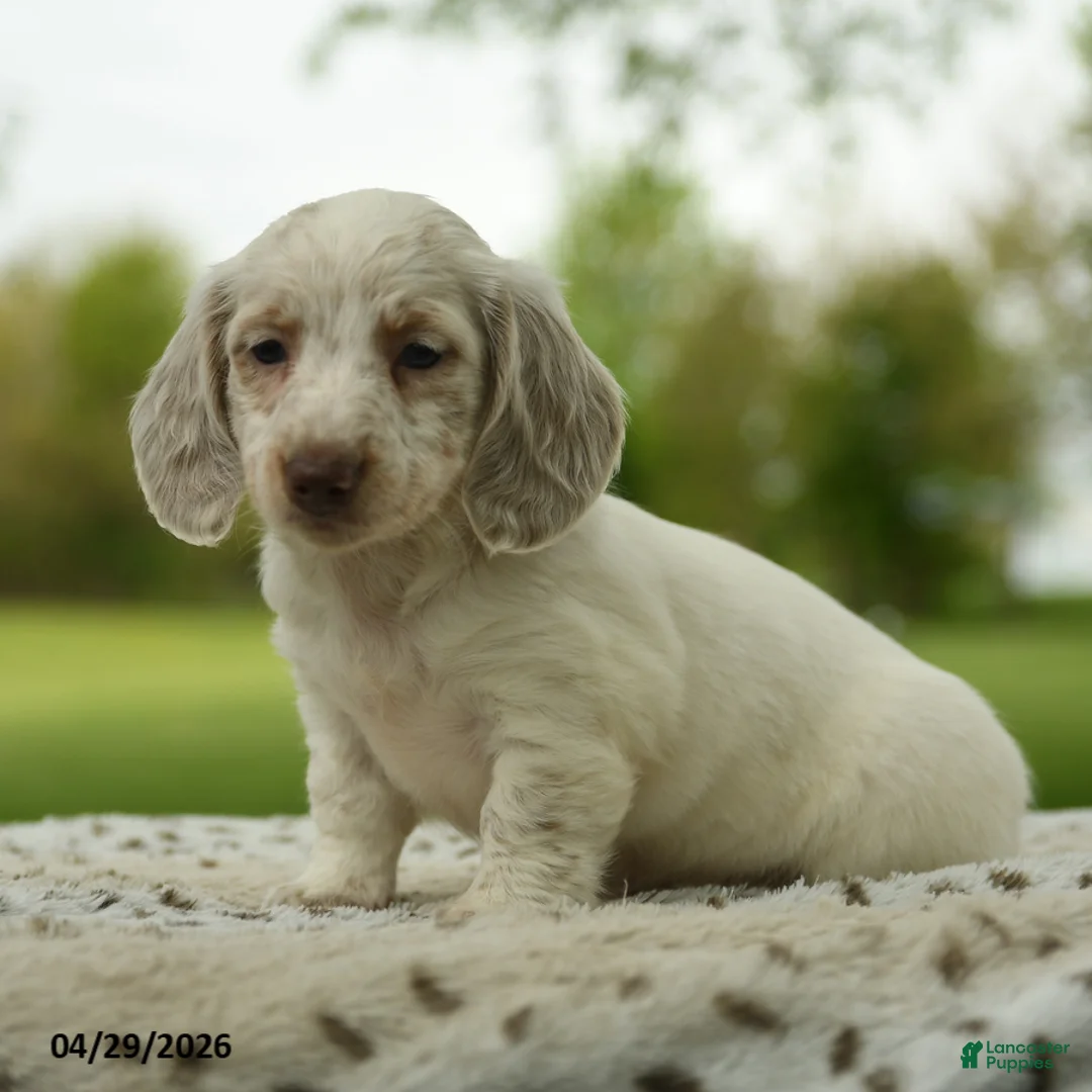 Miniature Dachshund dogs for sale: Freckles - Ad 2
