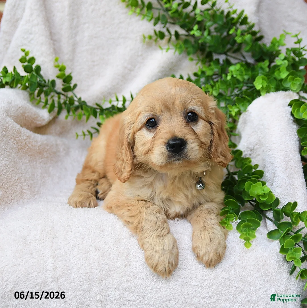 Miniature Golden Retriever dogs for sale: Orla - Ad 2