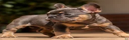 French Bulldog dogs for sale: Sparkle - Ad 2