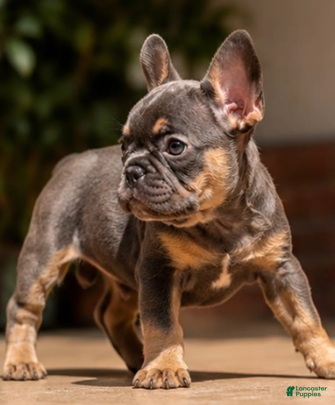 French Bulldog dogs for sale: Sparkle - Ad 2