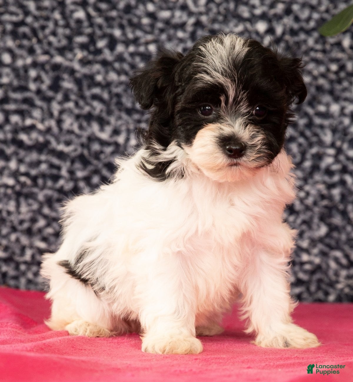 Havapoo dogs Gabe - Ad 2