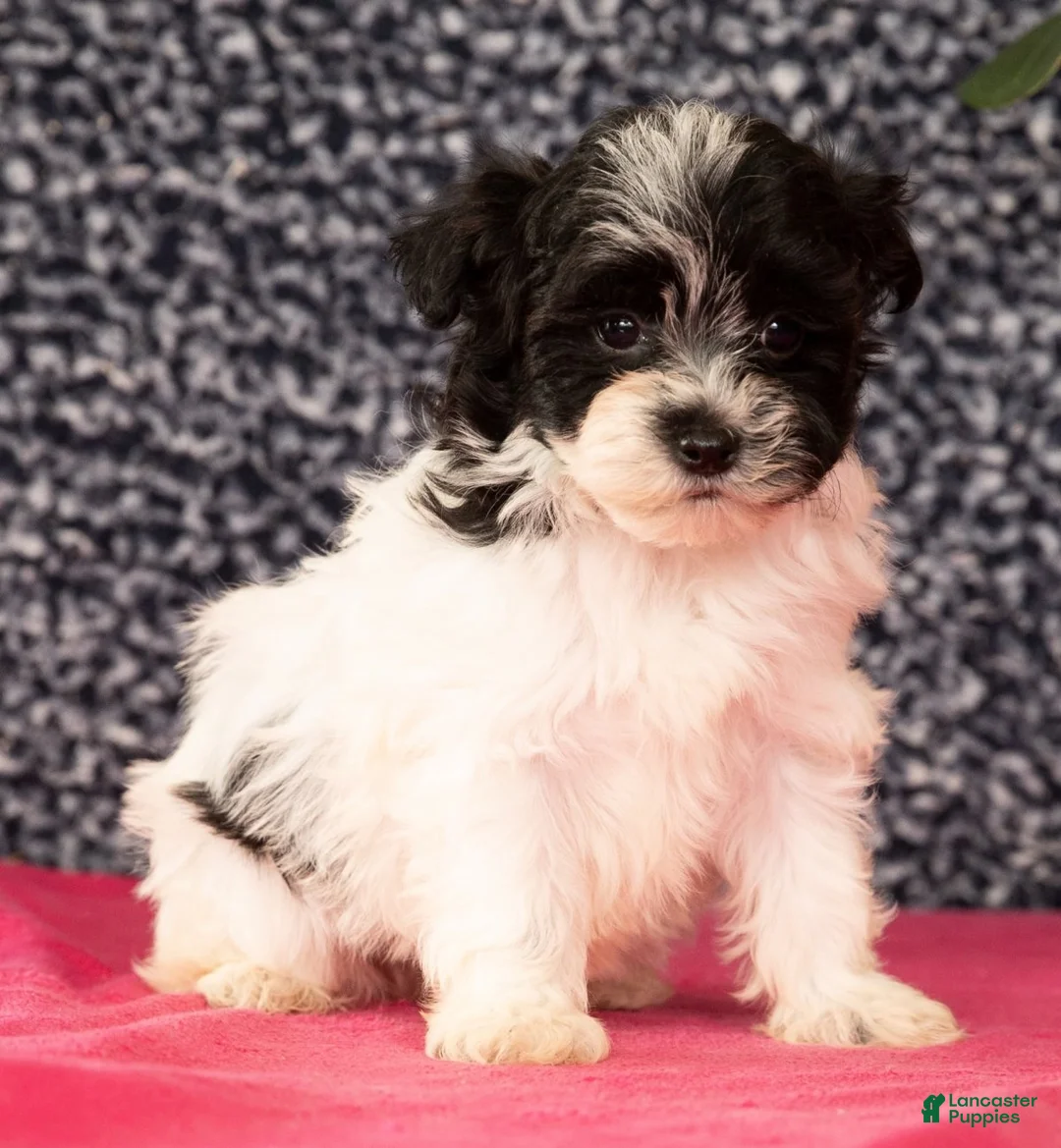 Havapoo dogs for sale: Gabe - Ad 2