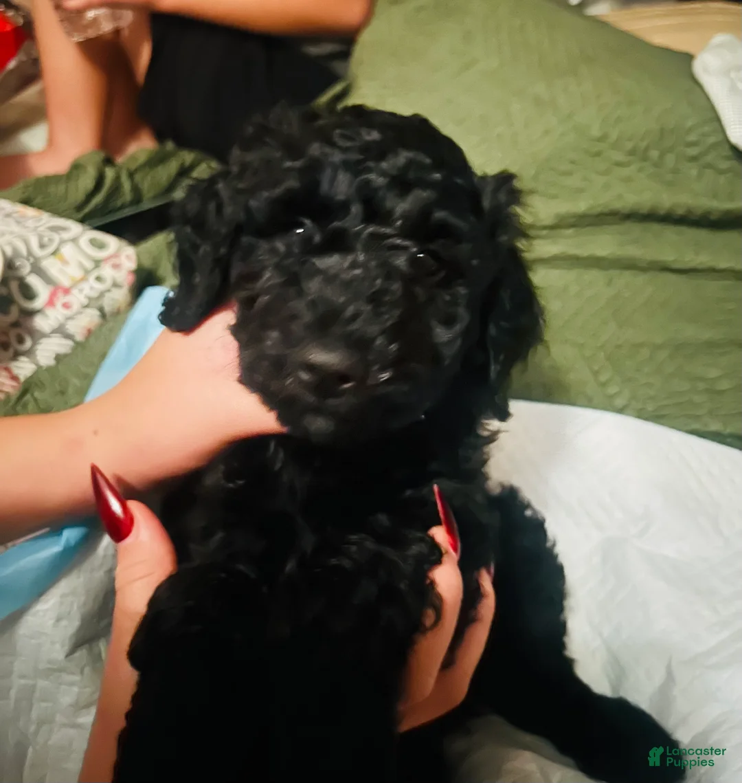 Miniature Poodle dogs for sale: Miniature Poodle 3 - Ad 1