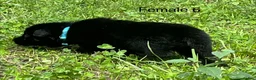 German Shepherd dogs for sale: German Shepherd 6 - Ad 10