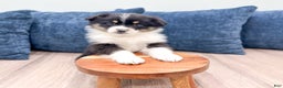 Miniature Australian Shepherd dogs for sale: Blossom - Ad 2
