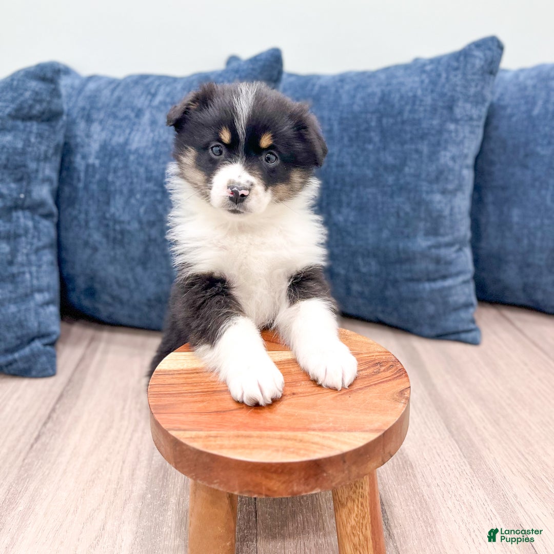 Miniature Australian Shepherd dogs for sale: Blossom - Ad 2