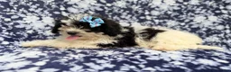 Shihpoo dogs for sale: Darlin - Ad 2