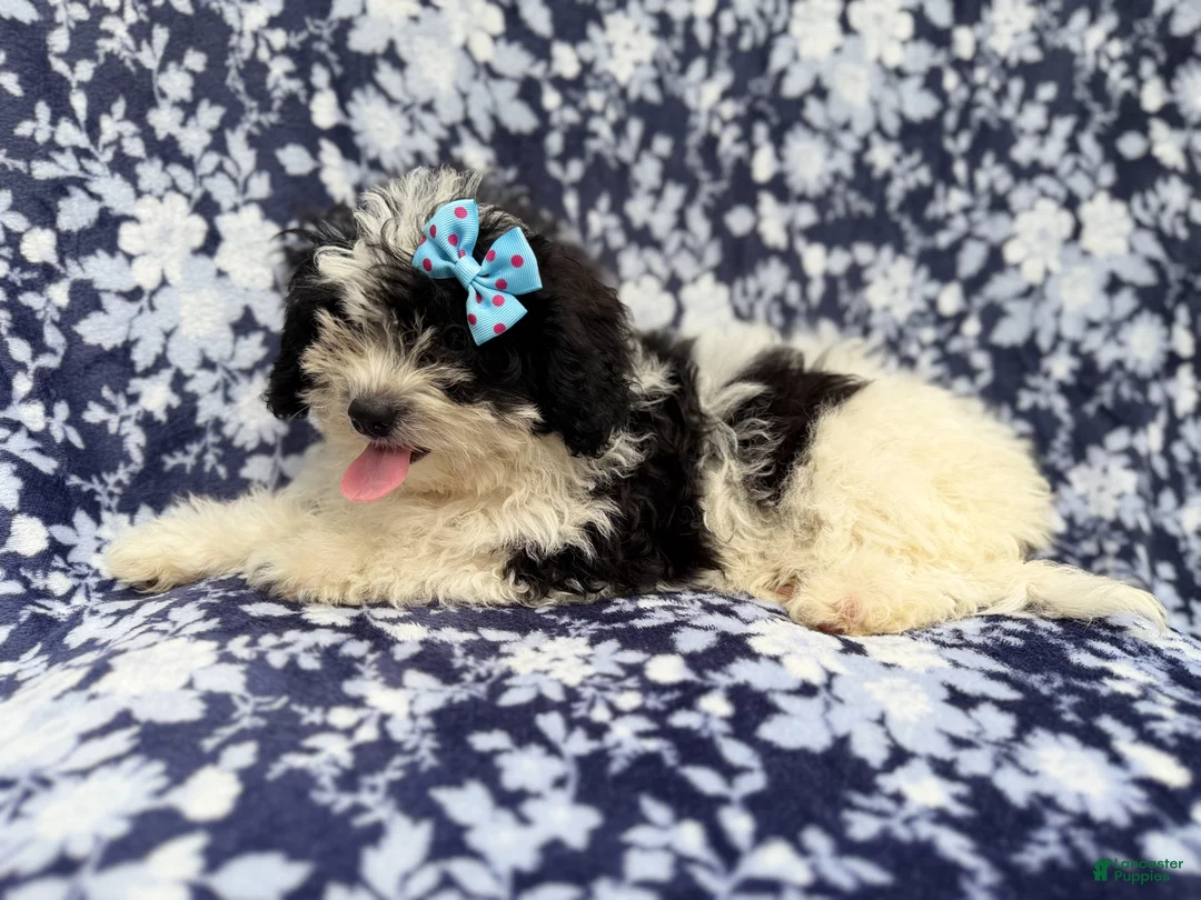 Shihpoo dogs for sale: Darlin - Ad 2