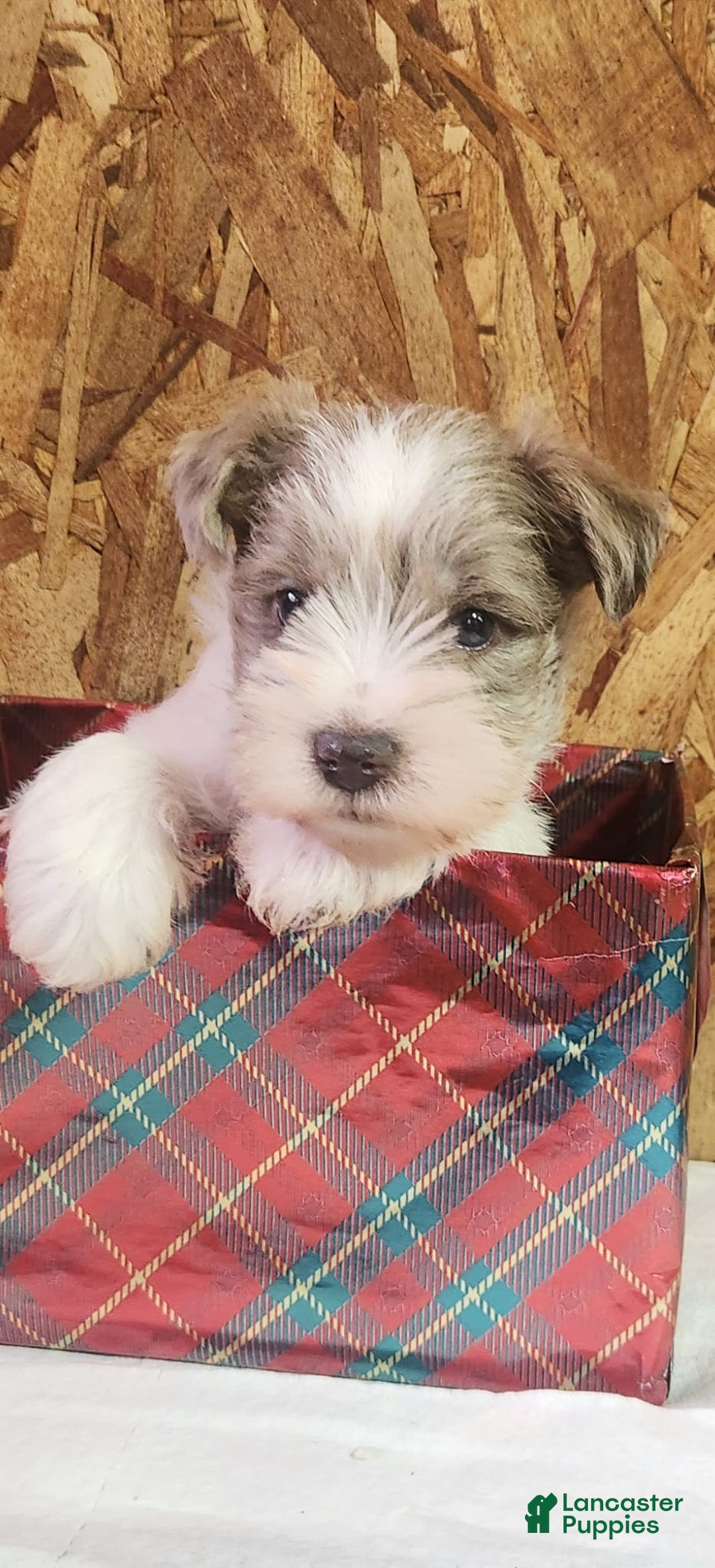 Miniature Schnauzer dogs for sale: Tanner - Ad 6