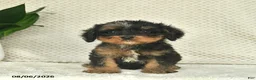 Cavapoo dogs for sale: Romeo  - Ad 3