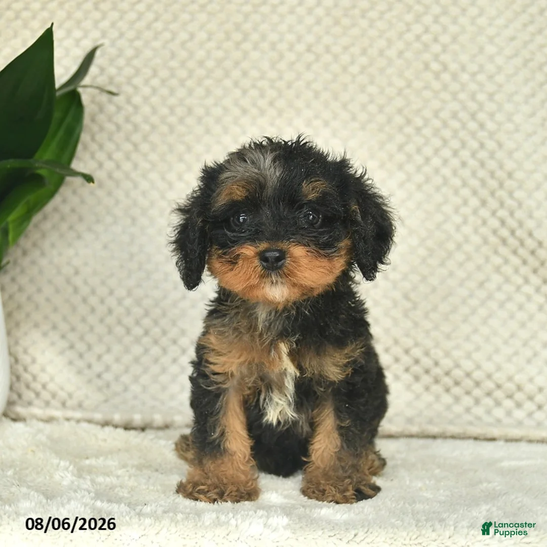 Cavapoo dogs for sale: Romeo  - Ad 3