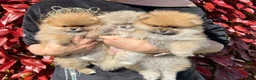 Pomeranian dogs for sale: Stacy - Ad 22