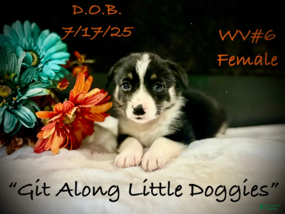 Welsh Corgi Pembroke dogs for sale: WV#6 - Ad 6