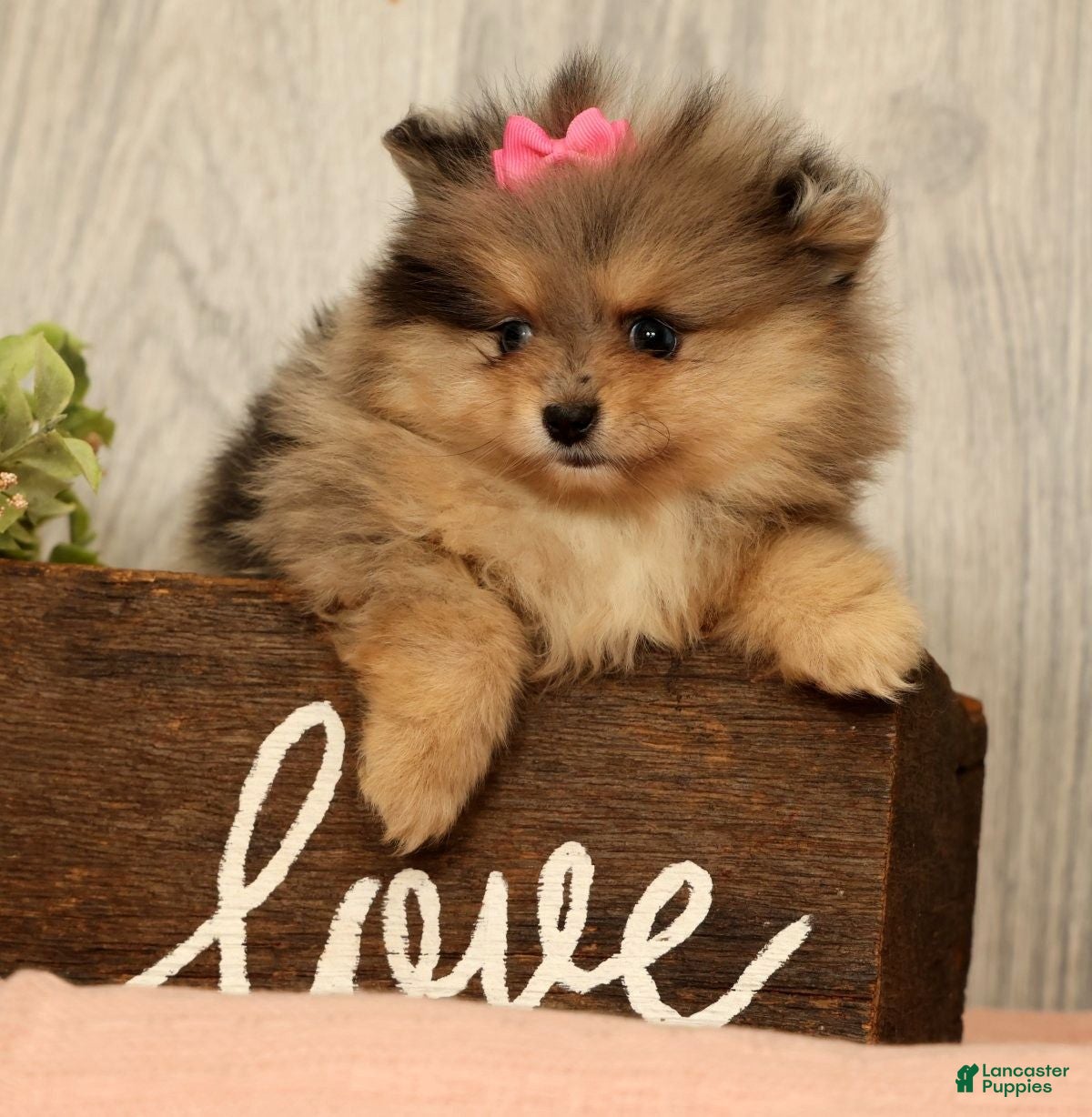 Pomeranian dogs for sale: Rose - Ad 8