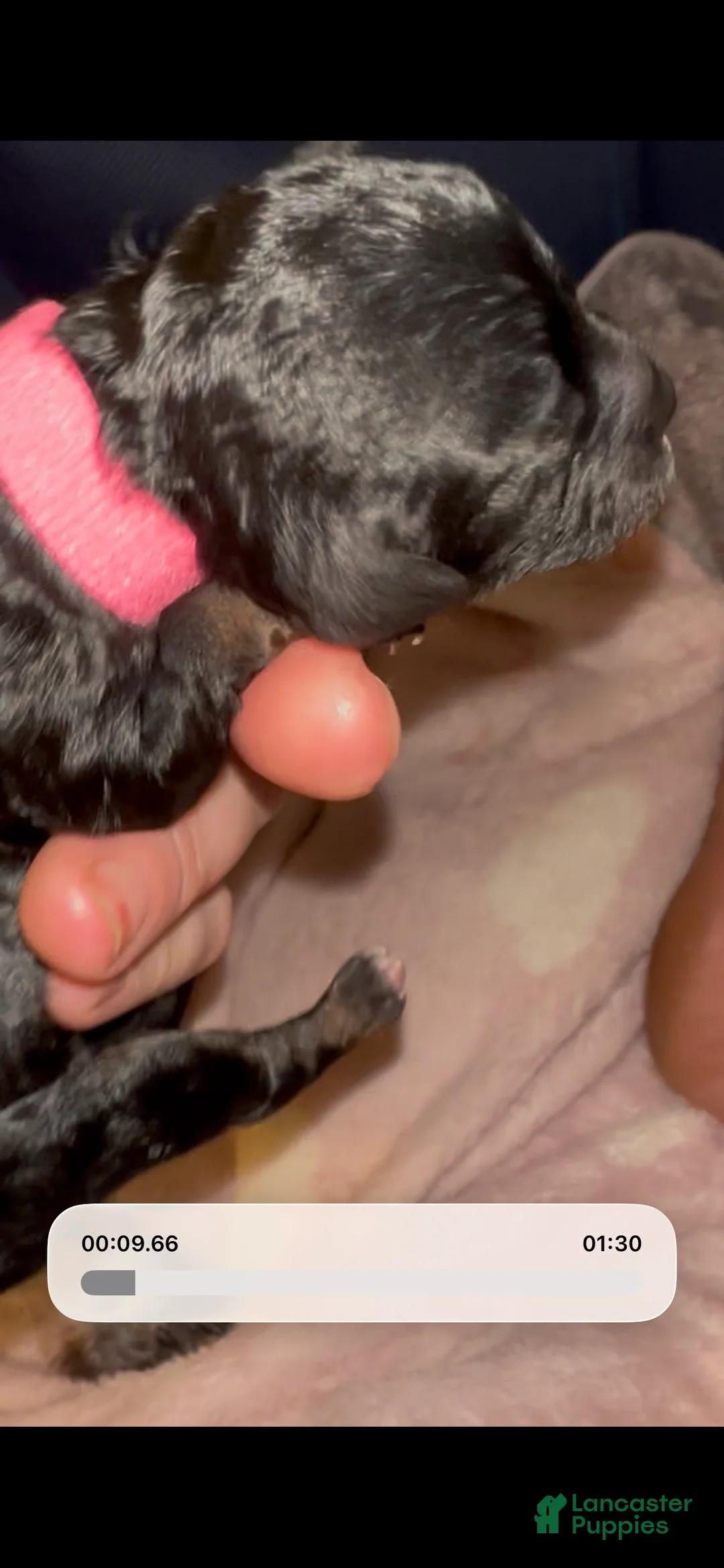 Toy Poodle dogs for sale: Toy Poodle 3 - Ad 2