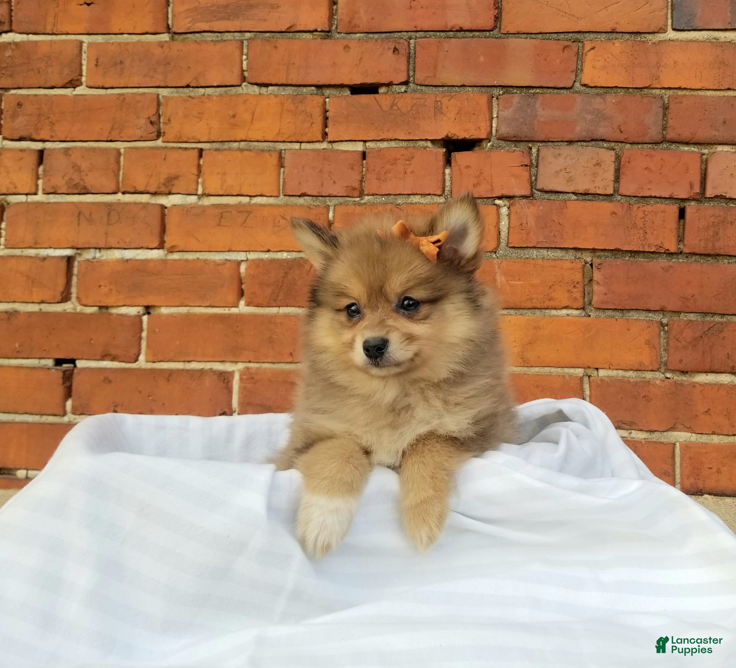 Pomeranian dogs Jewel  - Ad 1