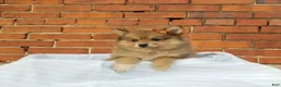 Pomeranian dogs for sale: Jewel  - Ad 1