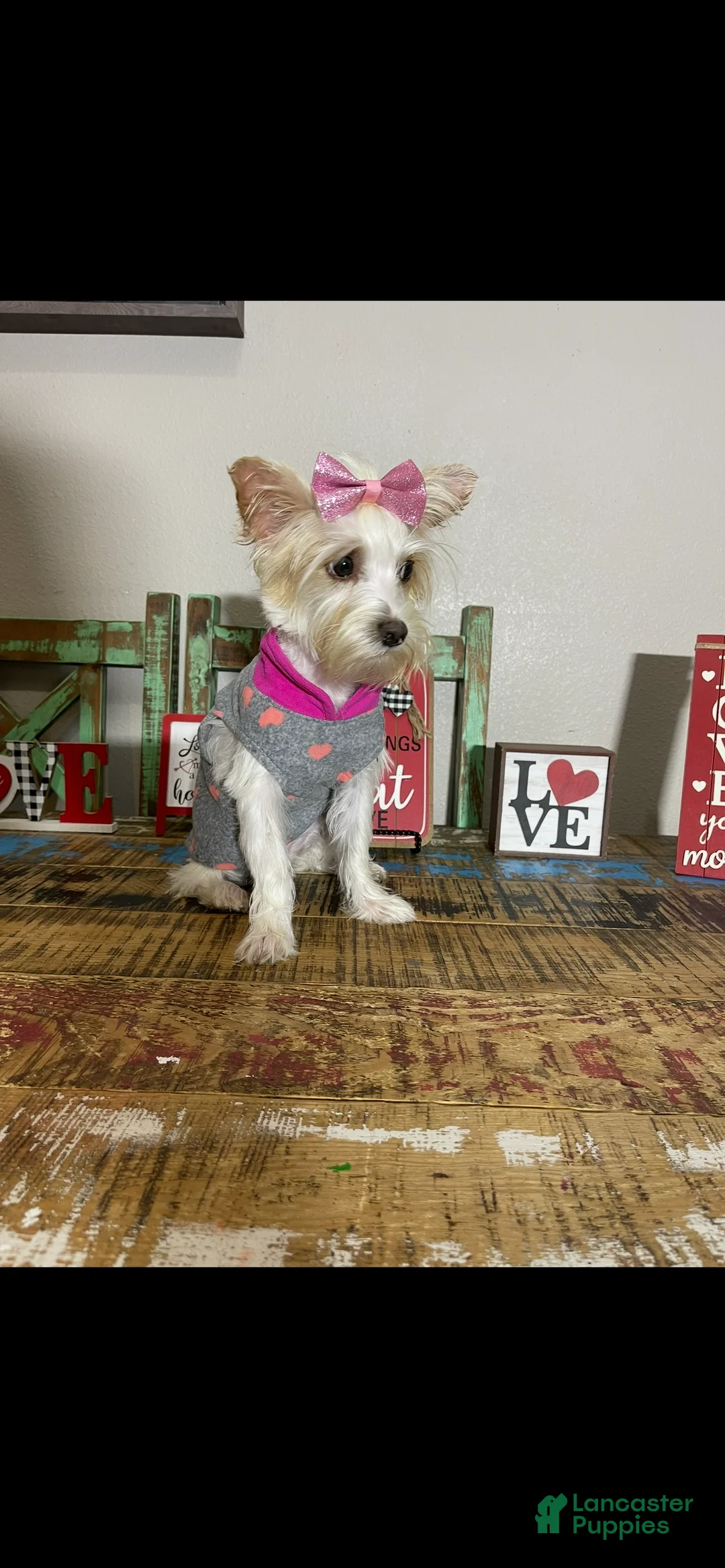 Yorkshire Terrier dogs for sale: Blonde Parti Tilly - Ad 6