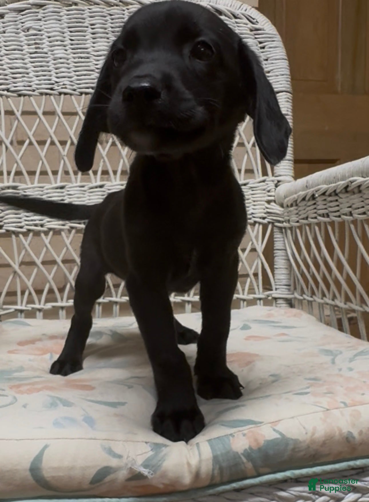 Labrador Retriever dogs for sale: Labrador Retriever Jackie - Ad 64