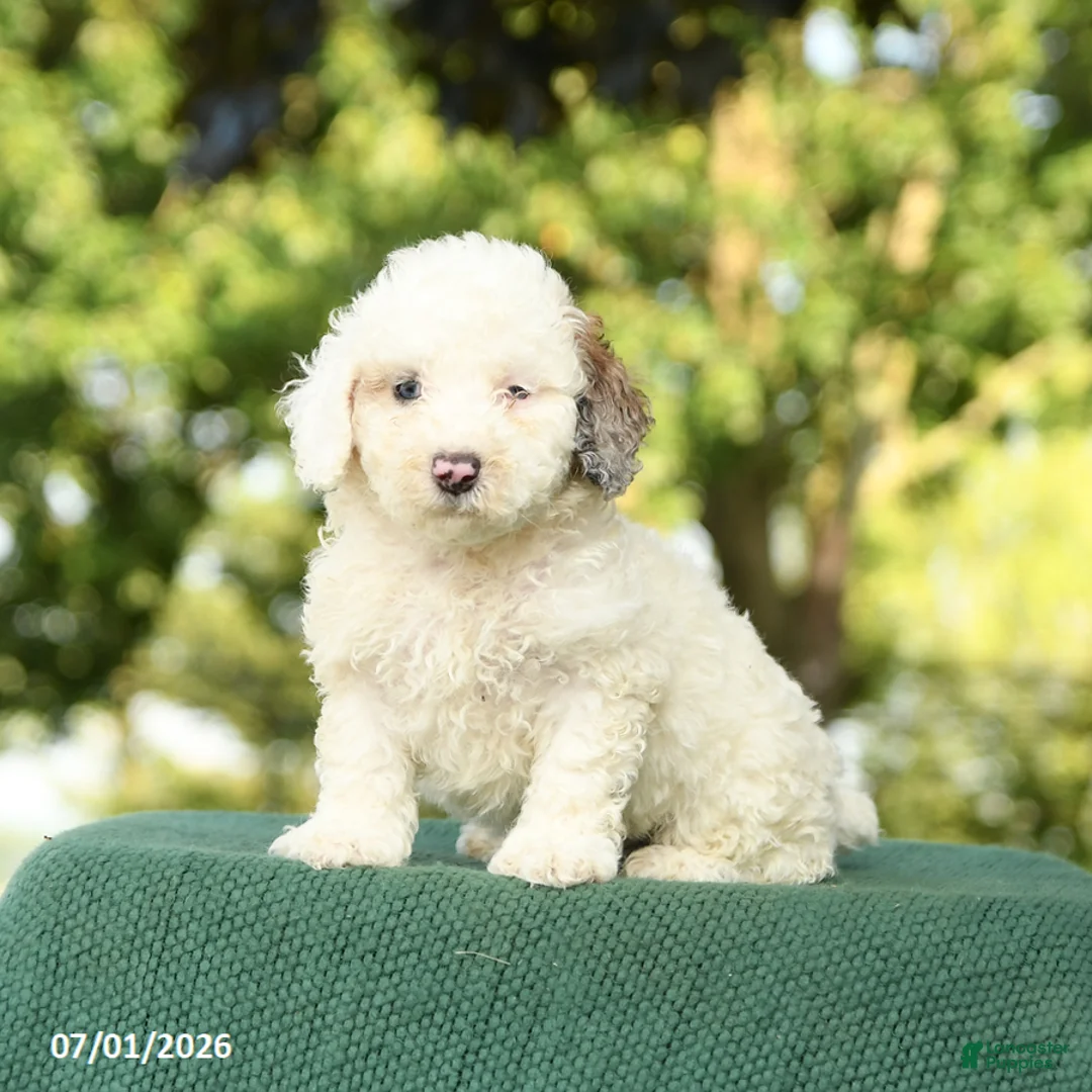 Miniature Poodle dogs for sale: Clayton - Ad 1