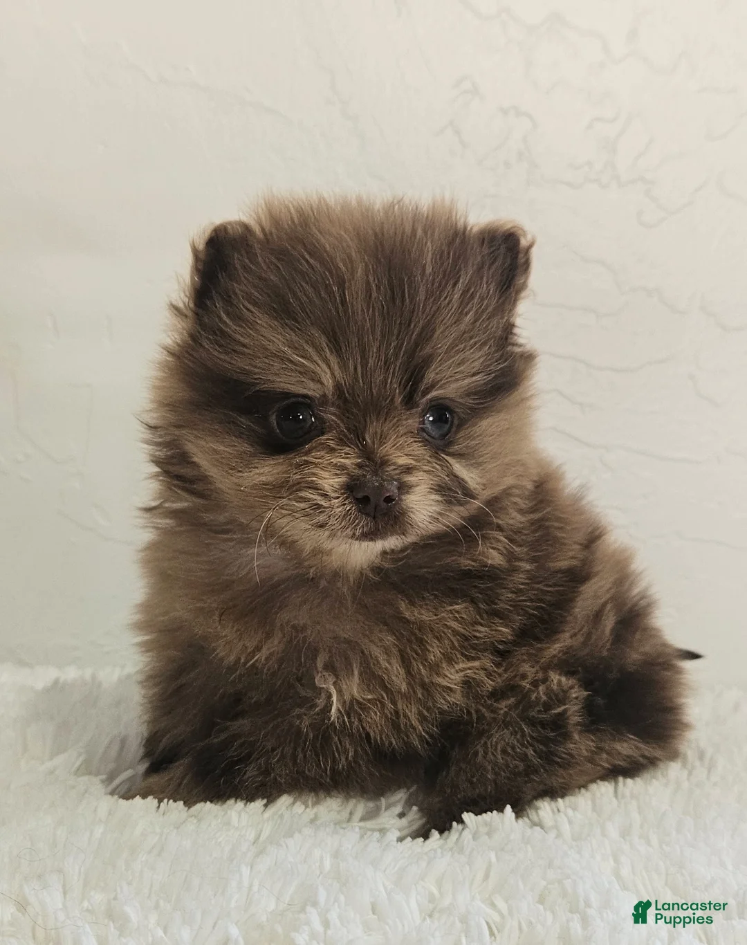 Pomeranian dogs for sale: Bella - Ad 1