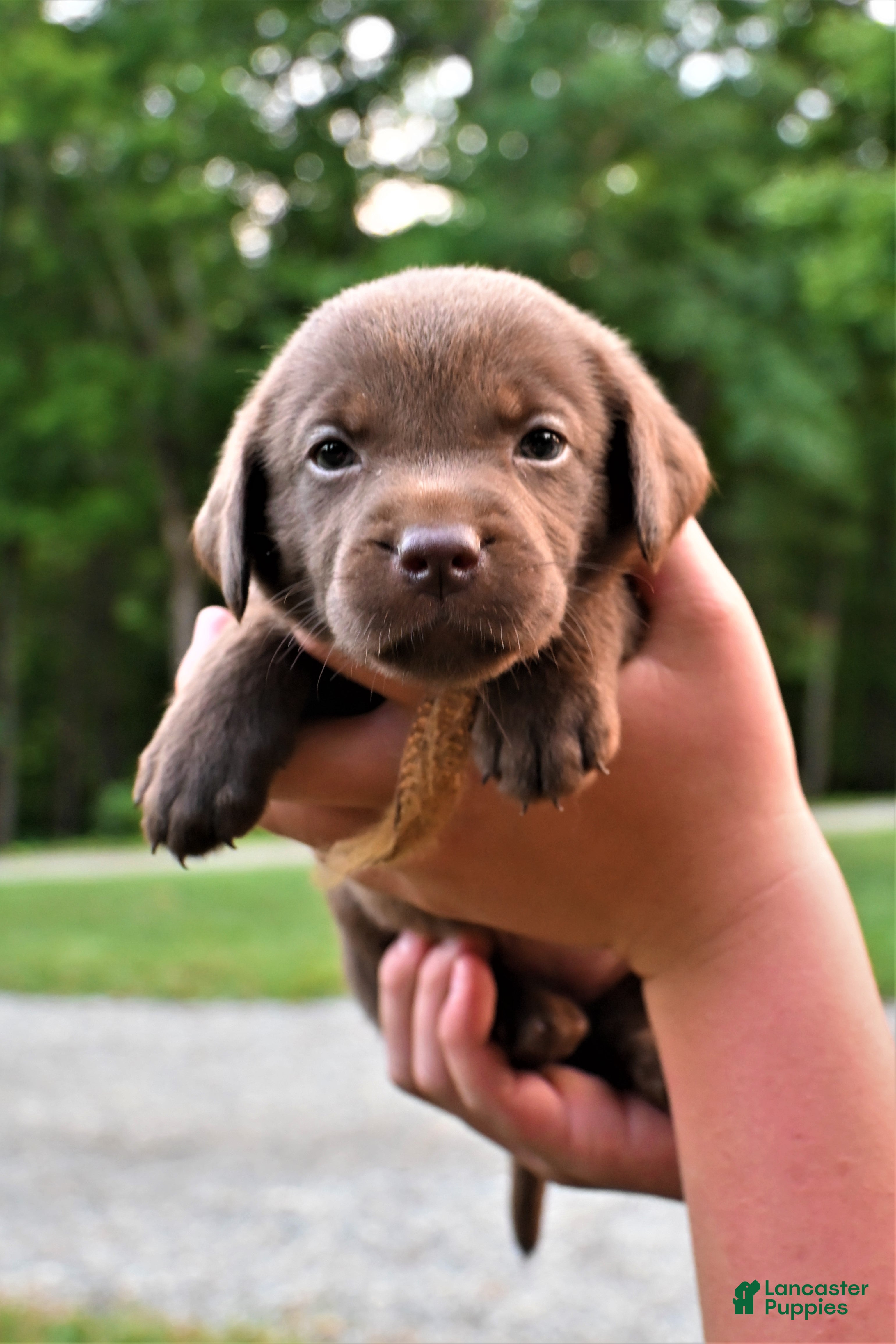 Labrador Retriever dogs Yellow Collar (Chocolate) - Ad 1