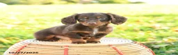 Miniature Dachshund dogs for sale: Cider - Ad 1